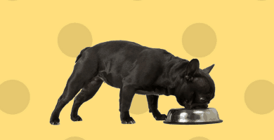 Perro negro de perfil comiendo pienso