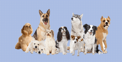 10 perros de diferentes razas