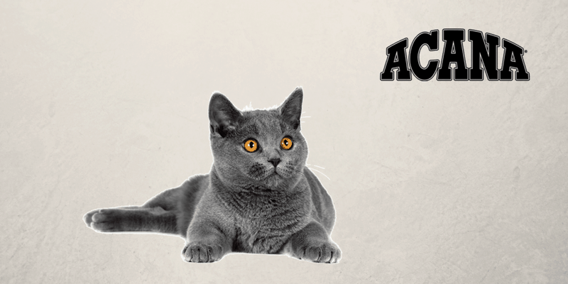 Gato gris con logo de Acana