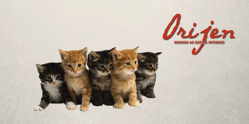 Gatos con logo de Orijen