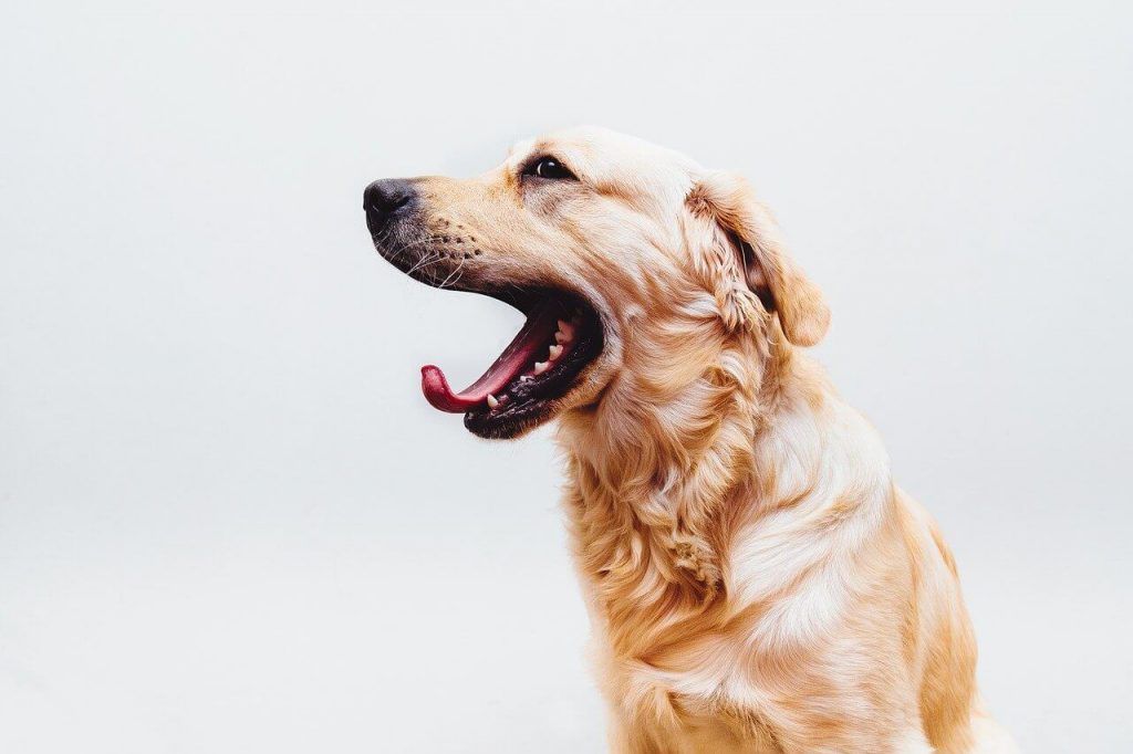 ¿Por qué los perros bostezan?